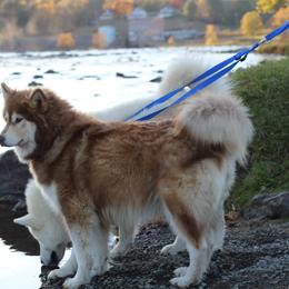Anastasia - Alaskan Malamute