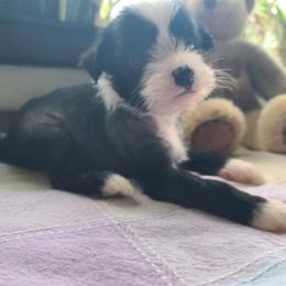 Male 1 - Black and white male Chinese Crested puppy in New Castle, Pennsylvania from Long Haul Cresteds & Long Rotts