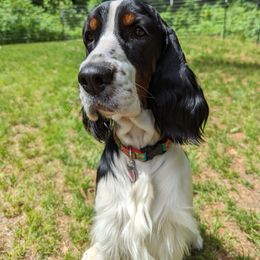 English Springer Spaniel All Grown Up from MN Whispering Pines Springers