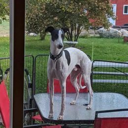 Albert - Whippet