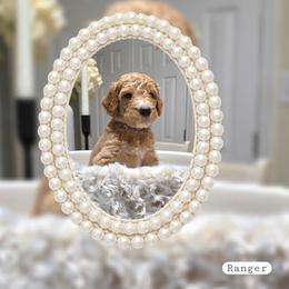 Ranger - Apricot male Goldendoodle puppy in Richmond, Virginia from Highland Grove Doodles, LLC