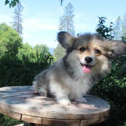 Lady Tremaine (2150) fluffy - Sable female Pembroke Welsh Corgi puppy in Valley, Washington from Corgis of the Mountain Valley