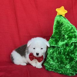 Archie - Red and white male American Corgi puppy in Washington, Arkansas from Foxy Knoll Farm