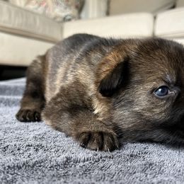 Boy 2 - Sable German Shepherd puppy in Sabattus, Maine from Pracovni Bohemia German Shepherds