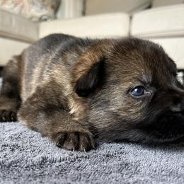 Boy 2 - Sable German Shepherd puppy in Sabattus, Maine from Pracovni Bohemia German Shepherds