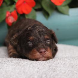 Kane - brown phantom - Brown male Poodle puppy in Goliad, Texas from Sassy Lil Aussies and Diamond W Poodles