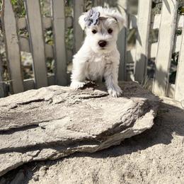 Miniature Schnauzer Puppies from Schnauzers on Robinson Lane