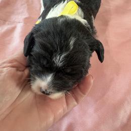Jan - Black and white female Sheepadoodle puppy in Leeton, Missouri from Jane Farrell