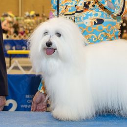 Dolly - Coton de Tulear