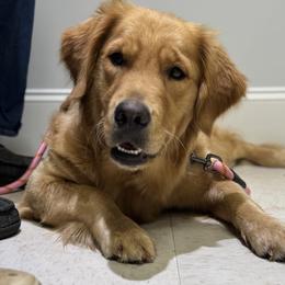 Golden Retrievers from Castleton Brooks Goldens