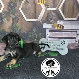 Ivy - Black Great Dane puppy in Spiro, Oklahoma from Big Birch Danes