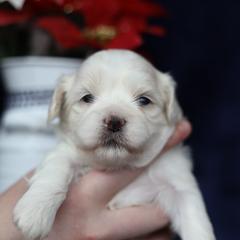 Miranda - Cream female Shichon puppy in House Springs, Missouri from Teddy Bear Cuddles
