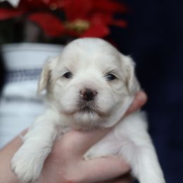 Miranda - Cream female Shichon puppy in House Springs, Missouri from Teddy Bear Cuddles
