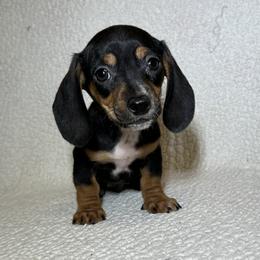 Asher - Black and tan male Dachshund puppy in Branford, Florida from Mbjs Doxies and chihuahuas