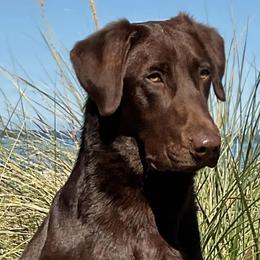 Labrador Retriever puppies from Bentwood Cove Kennel