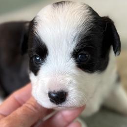 Hot Toddy - Brindle and white female Cardigan Welsh Corgi puppy in Dade City, Florida from Red White & Bluie Corgi