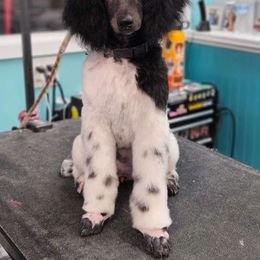 dilemma - Poodle
