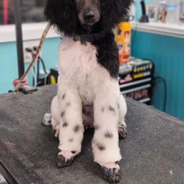 dilemma - Poodle