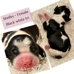 Shelby - Black white and tan female English Springer Spaniel puppy in Madison, Indiana from McCollough's Pawsome Spaniels and Danny's Delightful Dachshunds