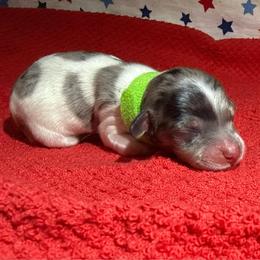 MWF1 - Dapple female Dachshund puppy in Carthage, Texas from Rafter C Ranch Doxies