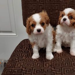 Cavalier King Charles Spaniel Puppies from Brookstone Farm