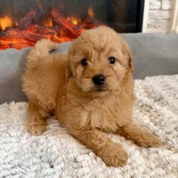 Susan - Apricot female Goldendoodle puppy in Pensacola, Florida from Goldendoodles Love You in Pensacola Friend Edition