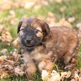 Rowan - Red male Whoodle puppy in West Bend, Iowa from Blue Skies Terriers