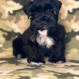 Miniature Schnauzer Puppies from Fraizer Farms