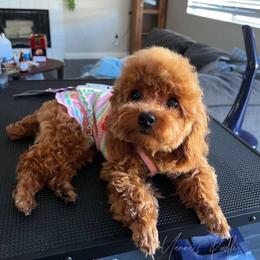Monroe - Poodle