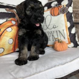 Giant Schnauzer and Miniature Schnauzer Puppies from Hillside Kennels