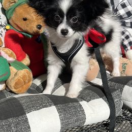 Zac - White and black male Papillon puppy in Benton, Arkansas from Mama's Pride Poms and Paps