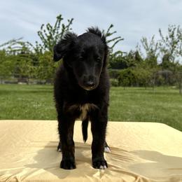 Silken Windhound Puppies from Luminous Silken Windhounds