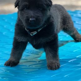 German Shepherd Puppies from TDShepherds