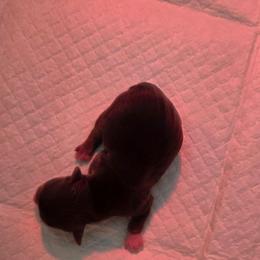 Fiona - Chocolate, tan and white female Yorkshire Terrier puppy in Clarksburg, Indiana from Hidden Gems Parti Yorkies