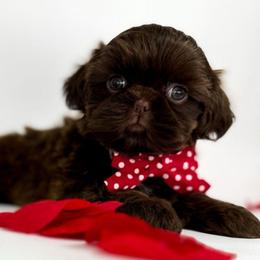 Ford - Liver male Shih Tzu puppy in League City, Texas from Divine Pups