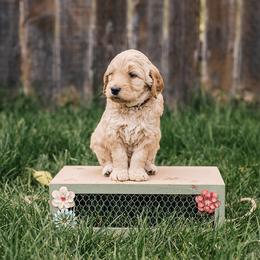 Goldendoodle Puppies from 307 Doodles