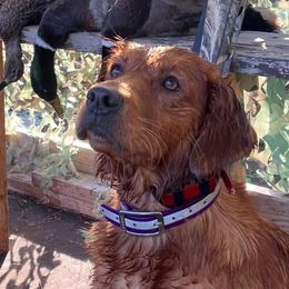 BOURBON - Golden Retriever