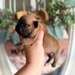 Fawn boy 2 - Fawn and white male French Bulldog puppy in Washington, Pennsylvania from Crooked Pine French Bulldogs