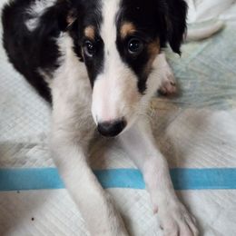 Girl 4 - Black female Borzoi puppy in Aiken County, South Carolina from Nirvanah Borzoi