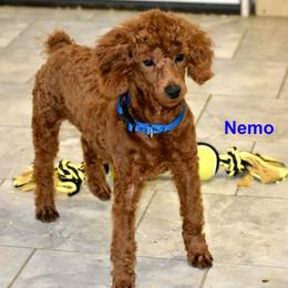 Nemo - Poodle