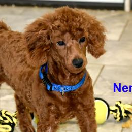 Nemo - Poodle