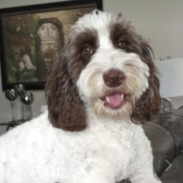 XOCHIE - Australian Labradoodle
