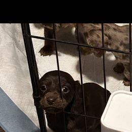 Dachshund Puppies from Garland Weens