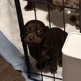 Dachshund Puppies from Garland Weens