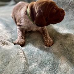 Green - Liver and white male German Shorthaired Pointer puppy in Aberdeen, Idaho from Idaho GSP