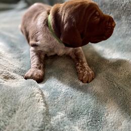 Green - Liver and white male German Shorthaired Pointer puppy in Aberdeen, Idaho from Idaho GSP