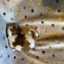 Lulu - Blenheim female Cavalier King Charles Spaniel puppy in Paulden, Arizona from Nine Mile Cavaliers