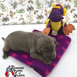 Gray Ghost - Blue female Great Dane puppy in Woodstock, Georgia from Diamond Danes of Atlanta