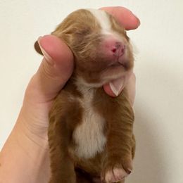 Titus - Red male Cavapoo puppy in Eatonton, Georgia from TNT Puppies