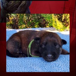 Green - Red sable male Belgian Malinois puppy in Chino, California from BlueStone K9